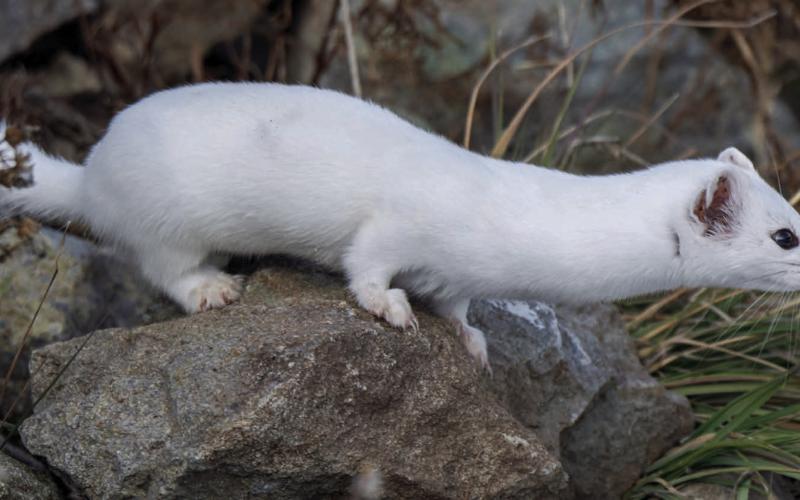 A Long-tailed weasel with its white winter coat as it darts around the rocks. It was rather curious, but it didn’t sit still or hang around for long. Photo courtesy of Wesley Berg