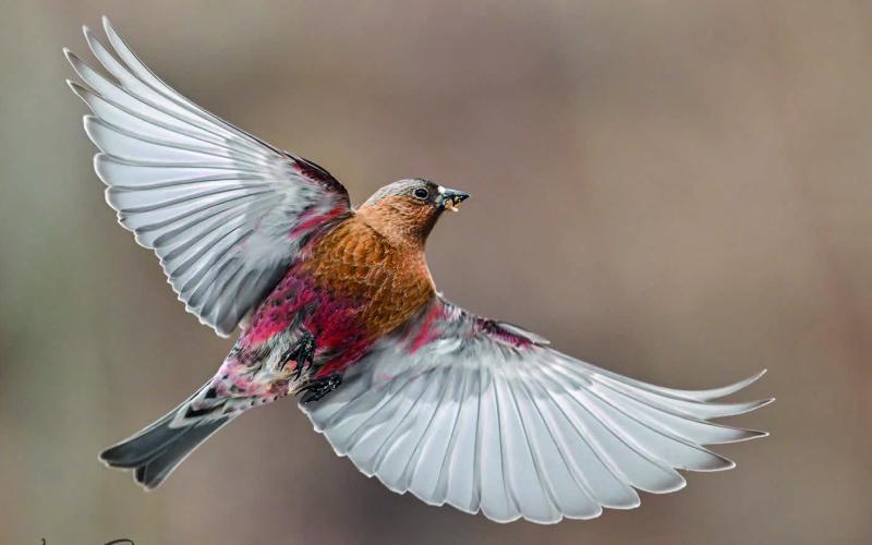 Rosy Finches and other birds visiting the feeder. Photo credit Wesley Berg