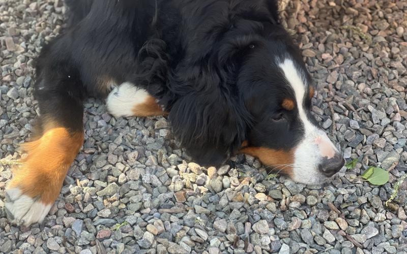 Oliver Ollyis is the Silverton Farmers Market security officer. He keeps a close eye on his mom Kimmy Grant and is the mascot of the market . Photo credit DeAnne Gallegos