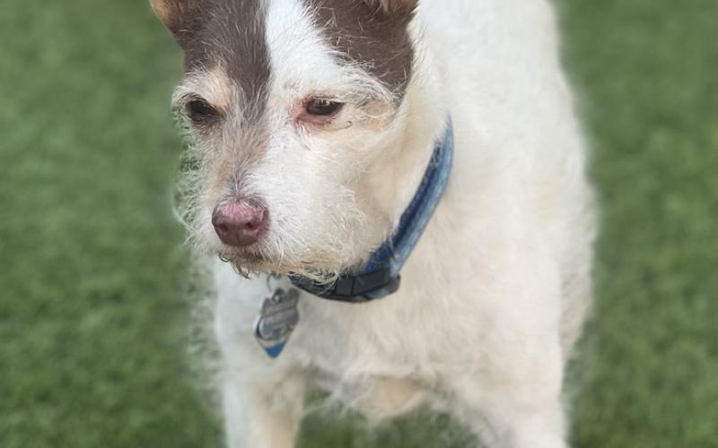 Betty Chavez’s 16 year old dog Skip is just waking up from sunbathing in his yard. Photo credit DeAnne Gallegos