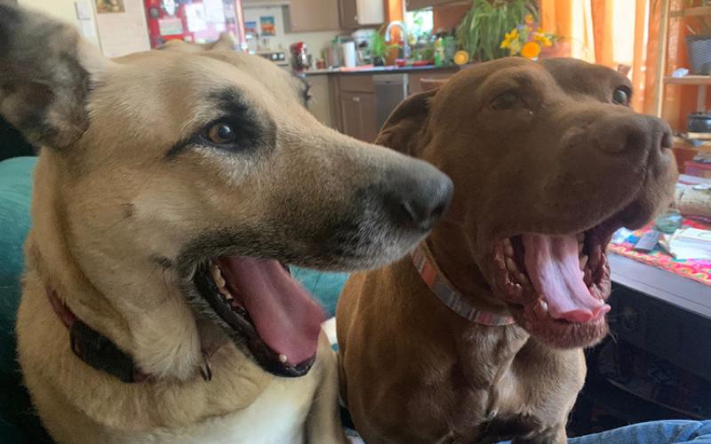 Photo by Andrea Trower Silverton dog besties Ailey &amp; Sabrina enjoy lots of time together hanging out, and their moms, Andrea Trower and Melina Marks, are also besties.