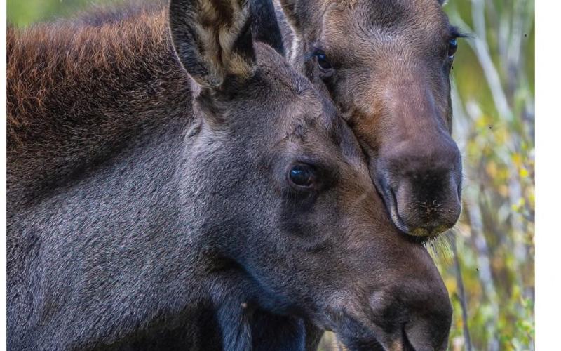 Photo credit Wesley Berg Three month old moose twins.