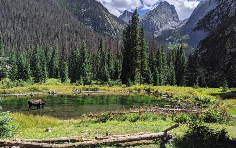 Moose on the Colorado Trail