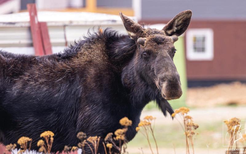 Moose on the loose in Silverton. Photo Credit Jimmy S. Keene II