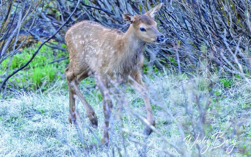 A new elk calf Photo credit Wesley Berg