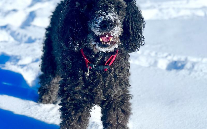 Photo credit DeAnne Gallegos Powderhoud Cozy is a 14 year old Labradoodle enjoying the Town’s fresh groomed trails.