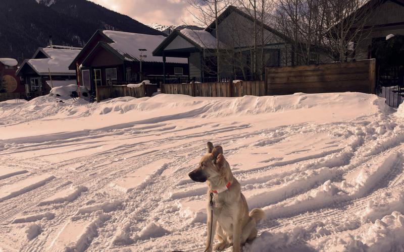 Local dog sitting outside the affordable homes on Cement Street. Photo by Katey Fetch
