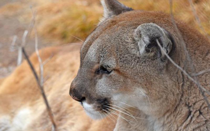 Conirmation that Mountain Lions are Living in Silverton