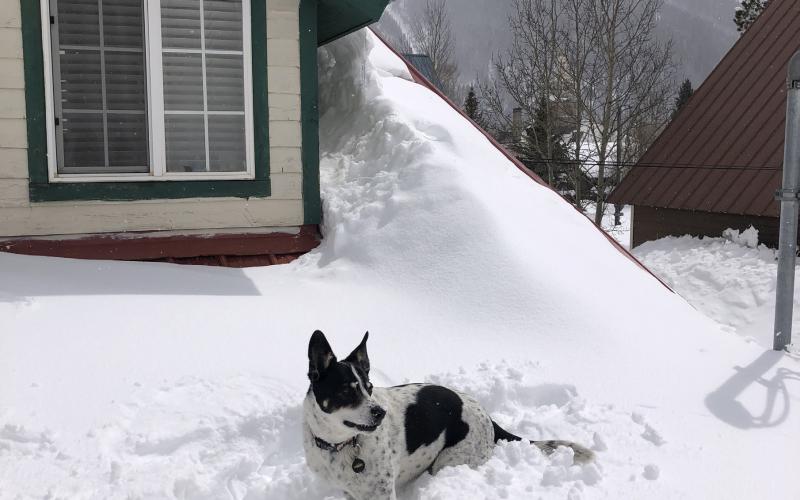 Enough snow for local dogs to climb on roofs and over fences Photo by Kelly Fetch