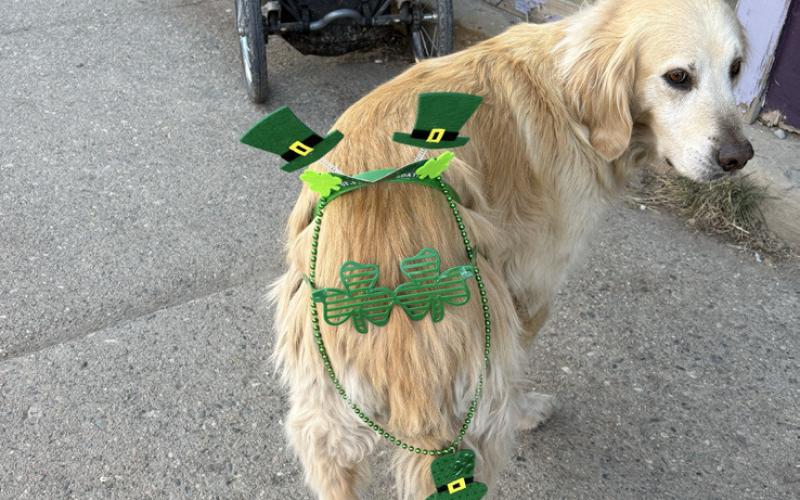 Toots was celebrating St Patrick's Day with her humans photo by Alida Mead