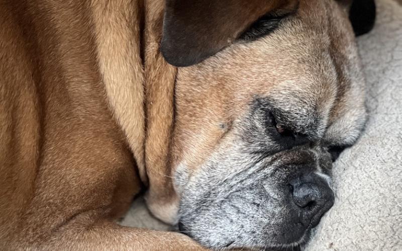 Photo credit DeAnne Gallegos Longtime Local Jim Lindaman’s dog Blaze takes a nap while her Dad conducts business. She is his best office mate.