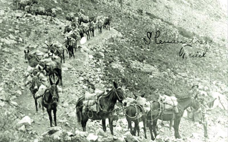 A pack train on the Shenandoah Trail, with loaded ore sacks in this undated photo. Photo courtesy of San Juan County Historical Society
