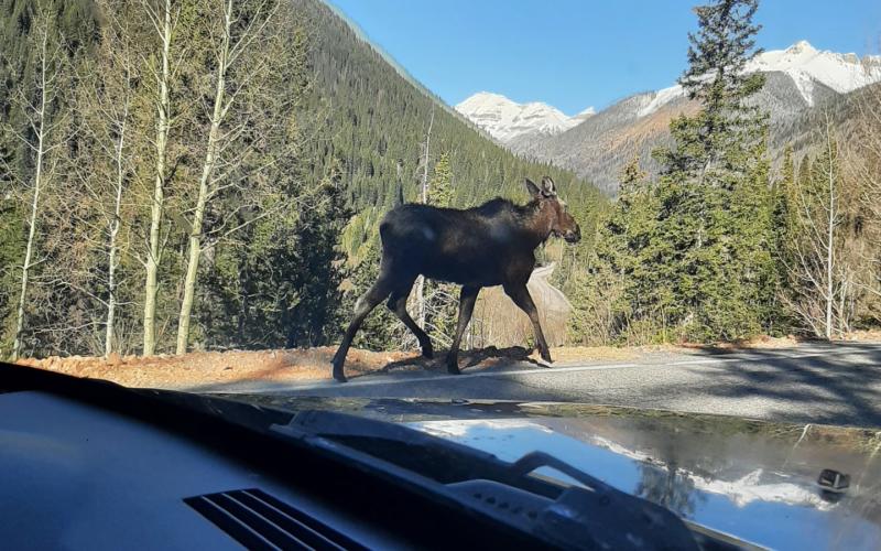 Photo credit Larry Raab Watch out for moose and drive carefully on Highway 550!