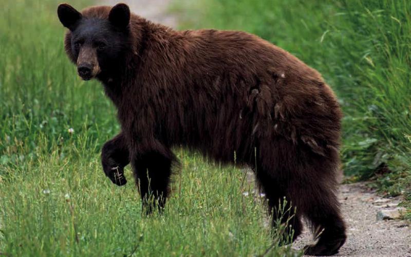 A black bear foraging on grass Photo by Wesley Berg