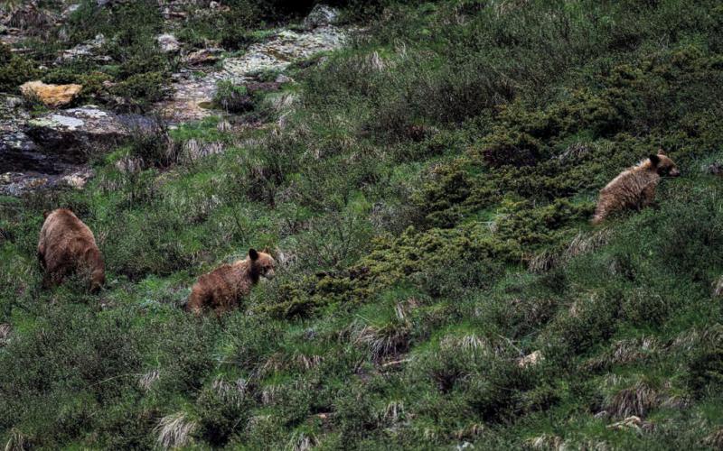 Photo by Wesley Berg A mama bear with her two cubs