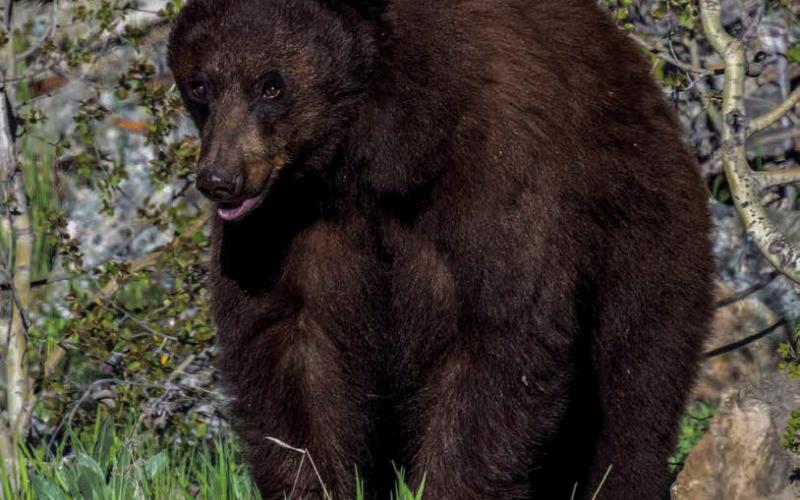 A healthy looking black bear taking a break from his foraging Photo by Wesley Berg