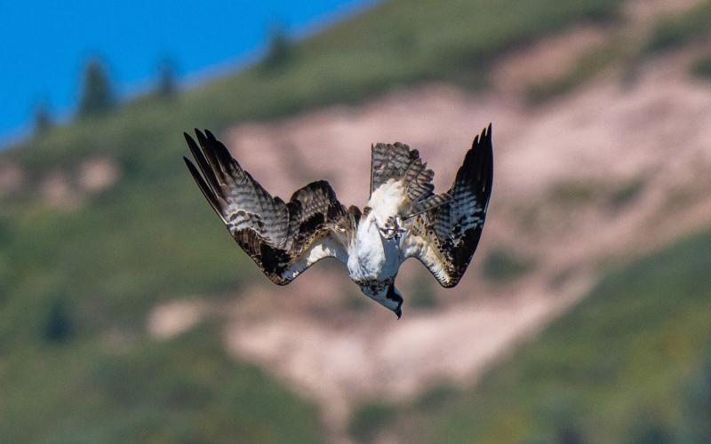 Osprey eating its lunch, September 2022. Photo credit Wesley Berg