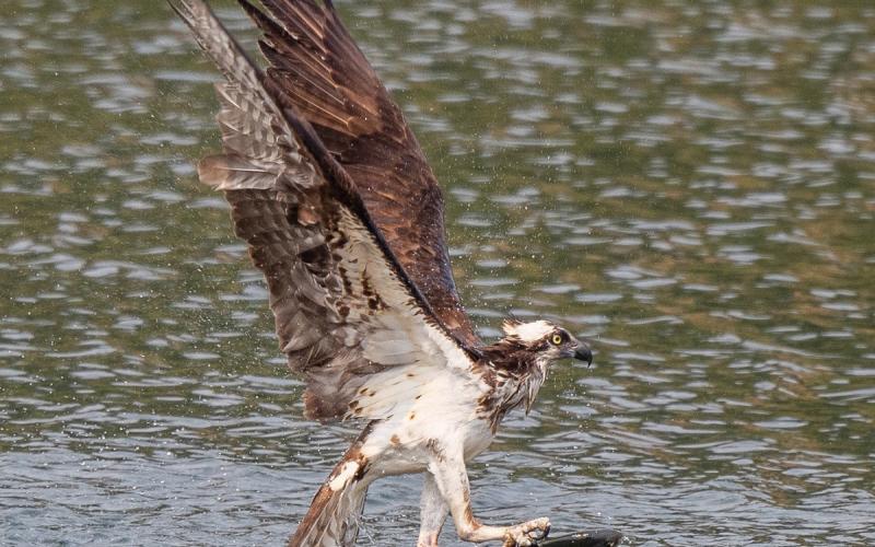 Osprey diving for a fish August 2022. Photo credit Wesley Berg