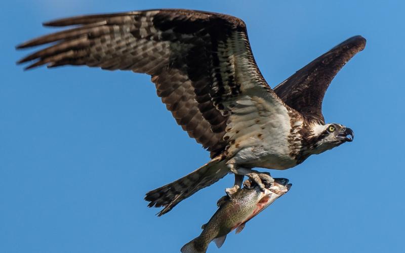 Osprey taking flight with its catch, August 202. Photo credit Wesley Berg