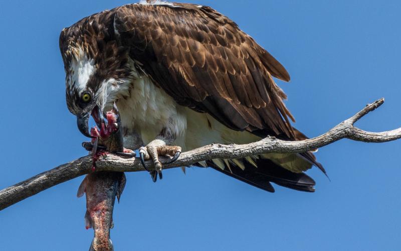 Osprey with a rainbow trout from Molas Lake, August 2020. Photo credit Wesley Berg