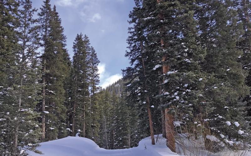 Good dogs in training on a San Juan County ski tour. Photo credit Kelly Fetch