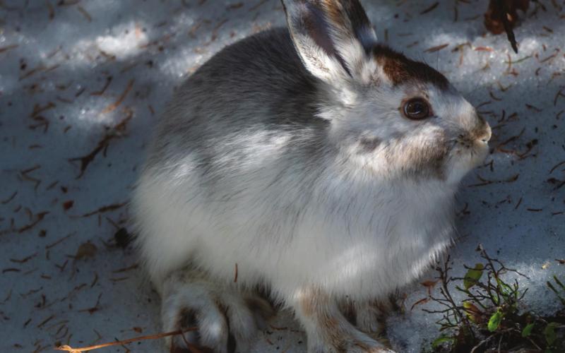A showshoe hare captured in the last few days with the last few remaining patches of brown from its summer coat. Photo Credit Wesley Berg