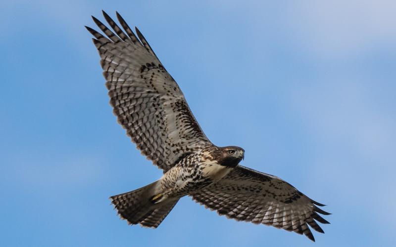 A light morph red-tailed hawk with brown and white coloration against the blue sky. Photo credit Wesley Berg