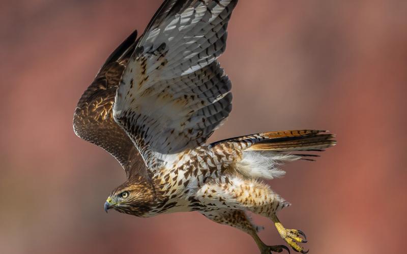 A red-tailed hawk with the classic red coloration flying past red rock cliffs. Photo credit Wesley Berg