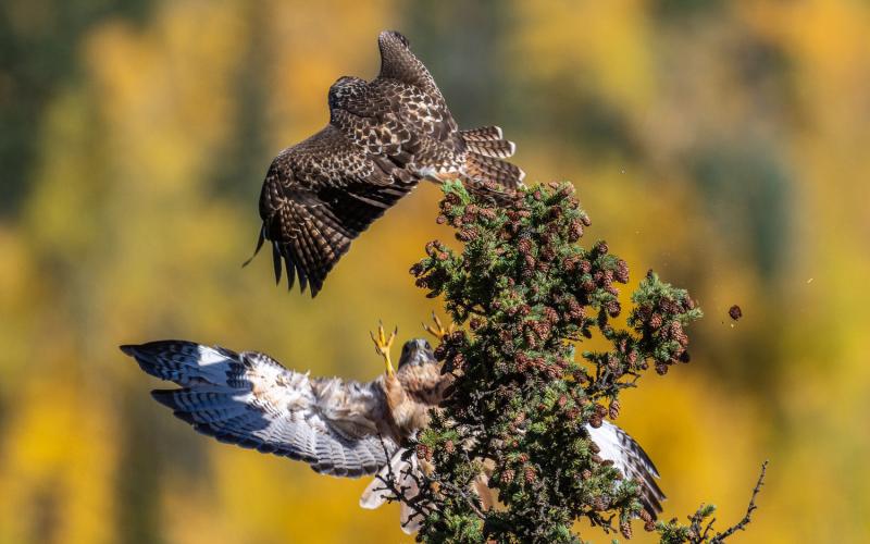 A surprise attack by a red-tailed hawk on another one perched on the top of a tree in the fall. Photo credit Wesley Berg