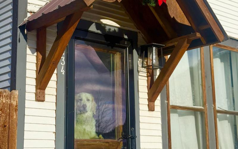Photo by DeAnne Gallegos Silverton Dog waits for his owners to come home. He stands as tall as a short human
