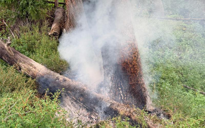 Pine tree smoldering after flames put out by local fire department photo by JP Stanley