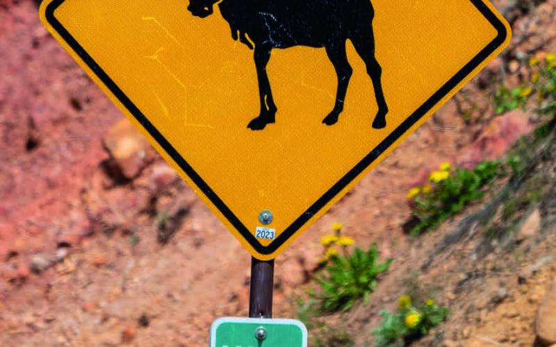 The missing moose crossing sign Photo by Wesley Berg