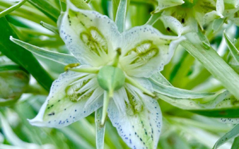 Green Gentian revealing purple dots on petals Photos by Mary Grizzard
