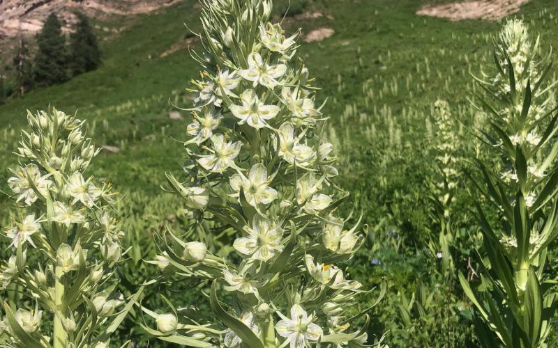 Not Your Typical Wildflower! The Breathtaking Green Gentian