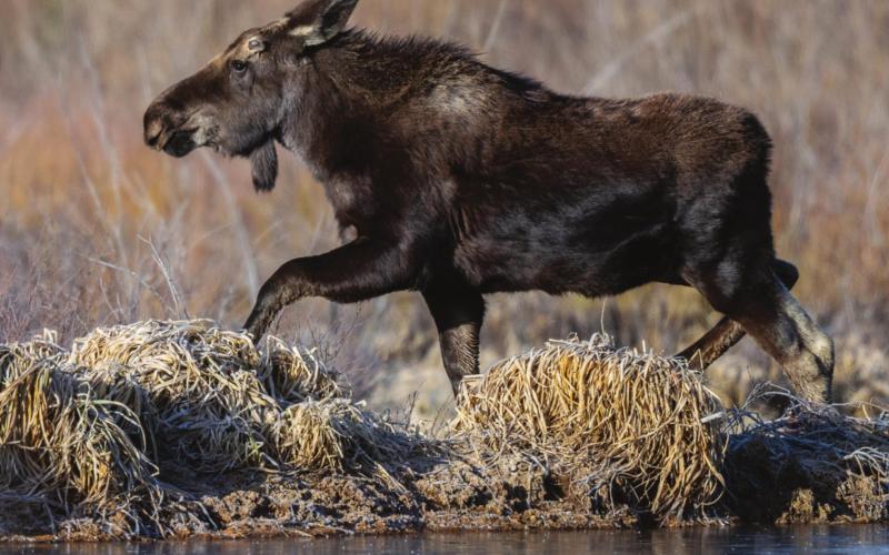 Dennis the yearling moose calf and his mother out feeding on willows this morning. Photo Credit Wes Berg