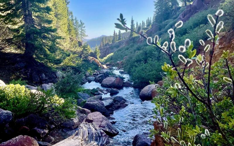 Flowering willows grace a San Juan mountain stream in June Photo courtesy Sage Grizzard
