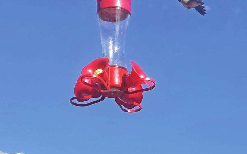 Hummingbirds are back in Silverton and enroute to your feeders Photo credit Emma Schaffrick