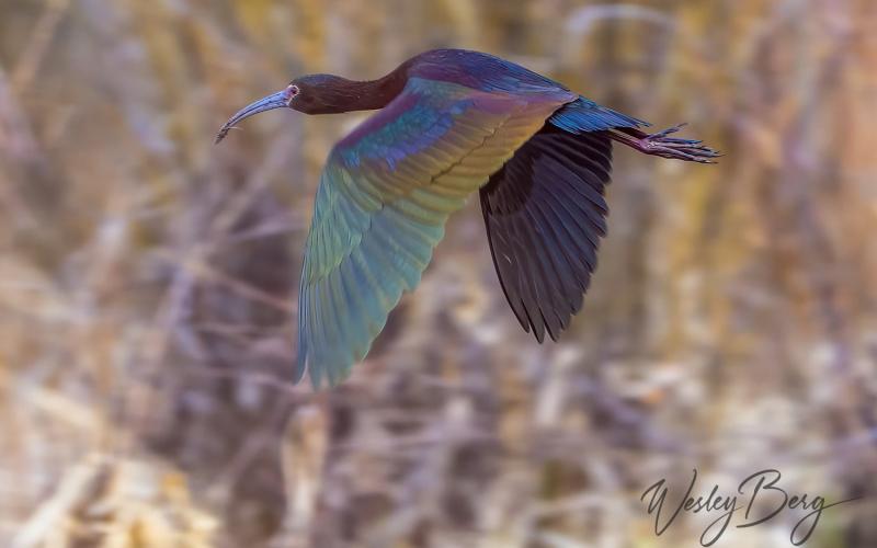 Photo credit Wesley Berg A White-Faced Ibis, a somewhat rare visitor in Silverton.