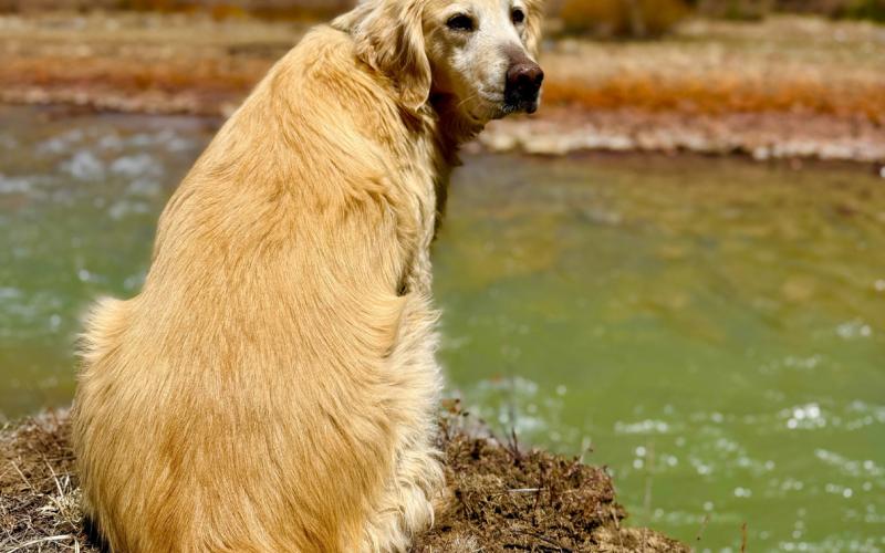 Toots Mead enjoying some sunbathing by the Animas River on a warm San Juan Spring Day. It’s a dog’s life around here photo by DeAnne Gallegos