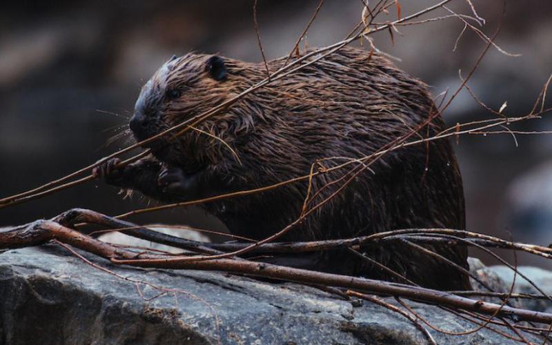 Beavers are a 'keystone species' in ecosystems near bodies of water without them these ecosystems would change dramatically. Photo Courtesy of CPW