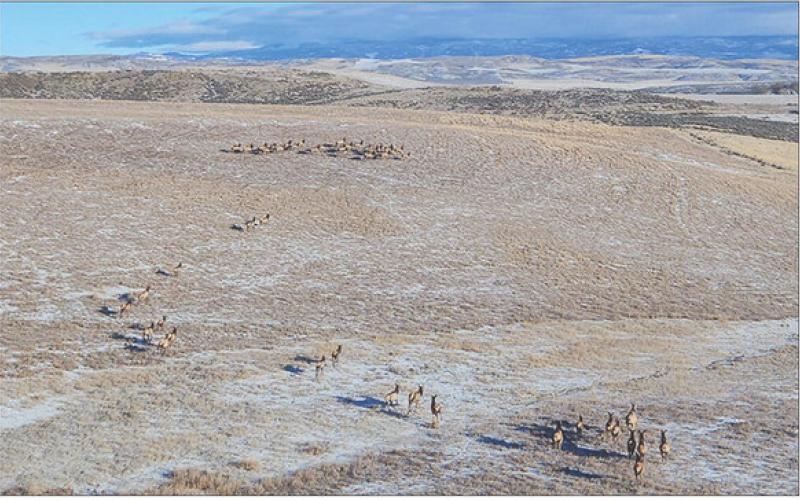 Large group of elk observed during classification flights