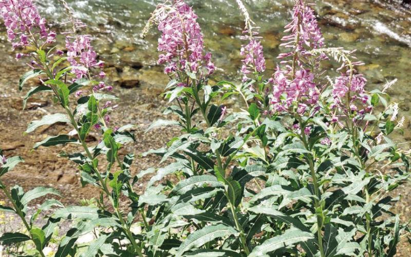 What’s Blooming? Fireweed: July/August