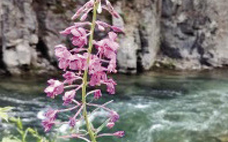 What’s Blooming? Fireweed: July/August