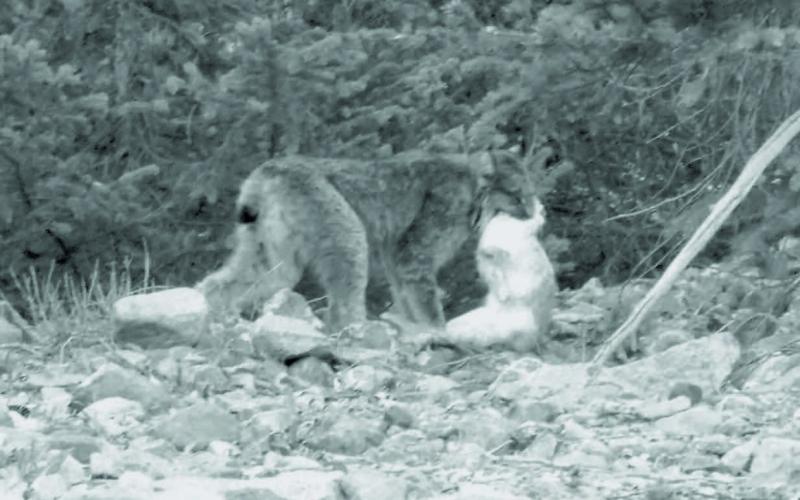 Loren Lew of Silverton saw this drama unfold on the way to work at Animas Forks in 2012. He said he could not get the lynx kitten in the picture as it was hiding in the bush as mom dispatched this snowshoe hare. Photo: Loren Lew/Silverton Standard &amp; the Miner