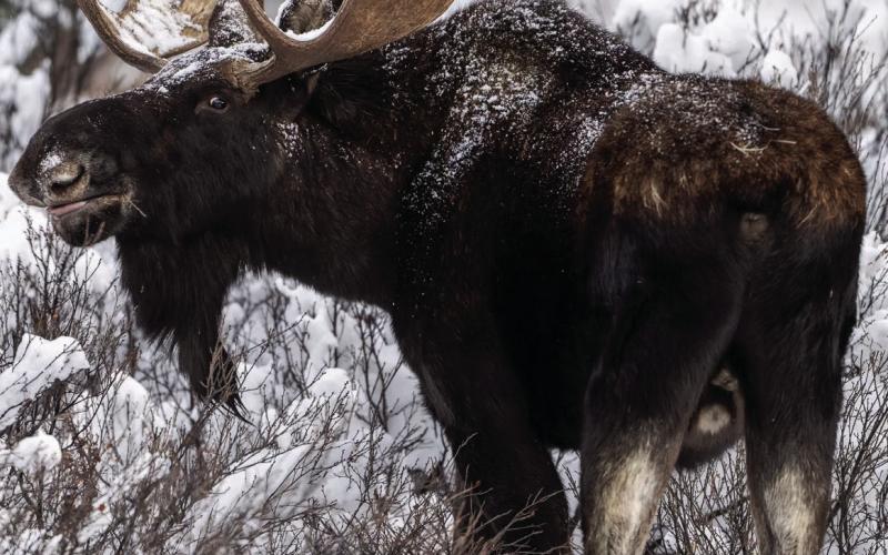 A couple of bull moose out feeding after the storm. Photo credit Wesley Berg