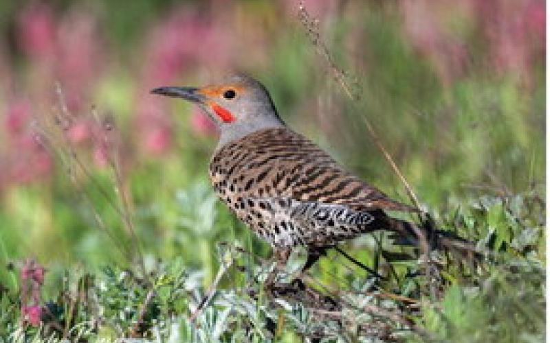 Photo credit Wesley Berg A Northern Flicker looking for insects in the grass and the weeds.