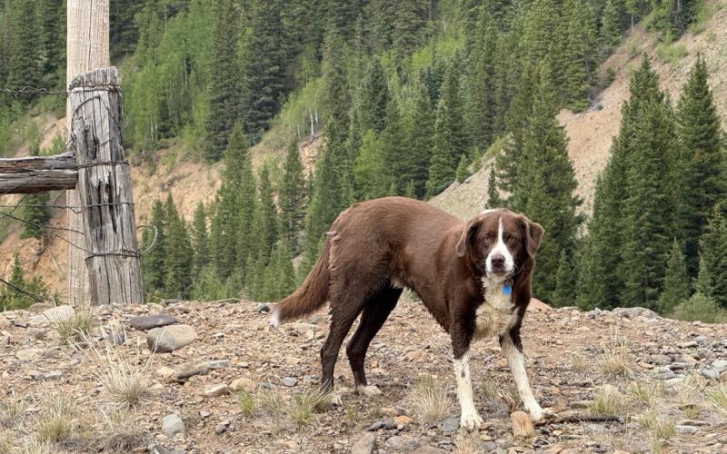 Silverton Dog Otto Mears, who is Daryl Manger’s sidekick, was enjoying the summer sun photo by DeAnne Gallegos