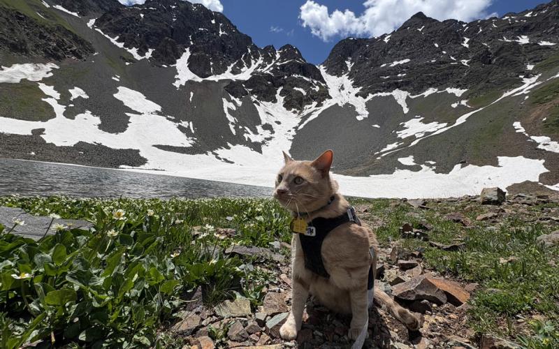 Tripod cat Kendall on his visit to Velocity Basin Photo by Melanie Bergloc