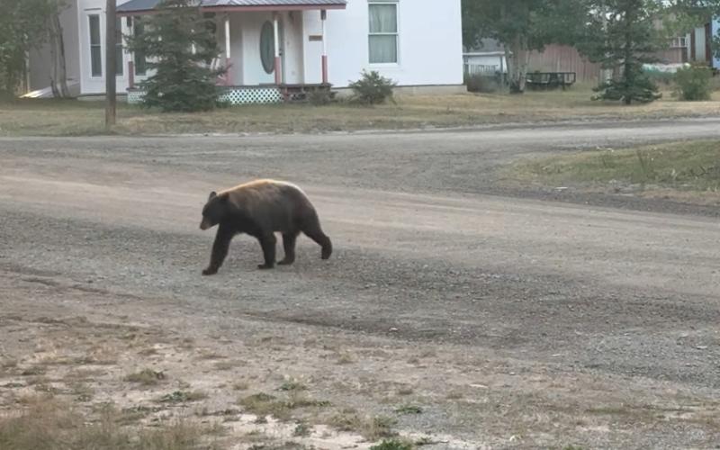 A local bear roaming Snowden street early in the morning. Photo by Debbie Zarkis