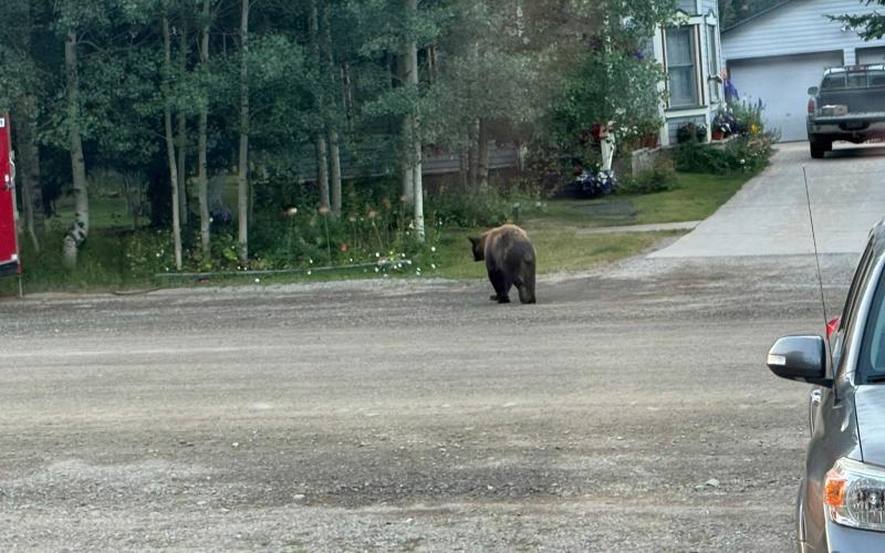 Bear activity in town increases this time of year. Photo by Debbie Zarkis